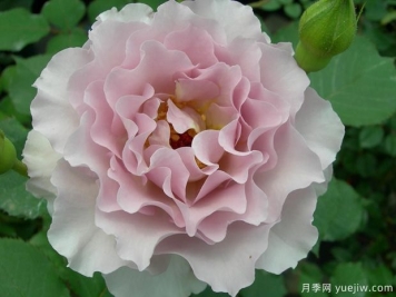 新浪潮月季優(yōu)缺點(diǎn)分析，波浪邊紫色花