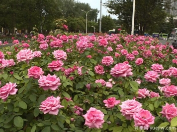 淮安市花美麗綻放，滿城月季處處芬芳