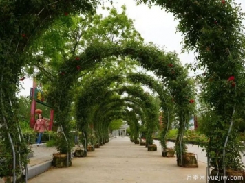 淮南焦崗湖月季花會(huì)，正是一年好風(fēng)景