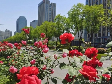 西安月季花開滿城艷，精細(xì)管養(yǎng)打造城市景觀