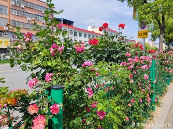 唐河月季滿城絢麗，美化泗州靚麗景觀