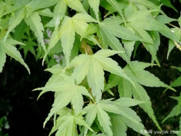 雞爪槭、三角楓、紅楓的區(qū)別辦法和圖片