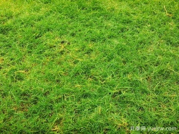 夏季鋪草坪發(fā)黃干枯，如何提高草皮鋪植成活率？