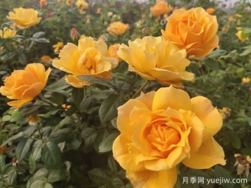 養(yǎng)殖月季的6個(gè)實(shí)用小技巧，輕松賞花