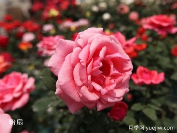 大神養(yǎng)月季沒(méi)有不踩的6個(gè)月季坑，你經(jīng)歷幾個(gè)？