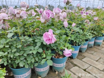 秋季養(yǎng)月季花，禁用4種肥料，這是“奪命肥”