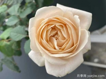 結(jié)月季