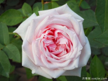難以復(fù)刻的古典月季之美，跨時(shí)代月季推薦
