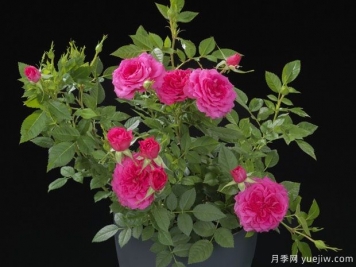 喜悅陽(yáng)臺(tái)月季