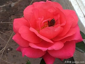 櫻桃陽(yáng)臺(tái)月季