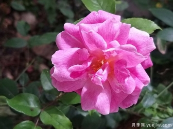 世界古老月季榮譽殿堂，12個老月季名人堂品種大全