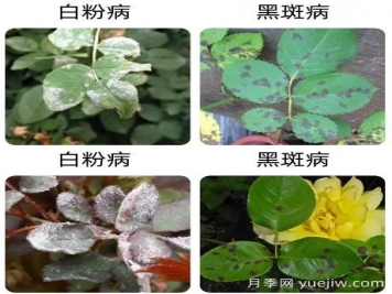 輕松識(shí)別月季病蟲(chóng)害，還有治療技巧