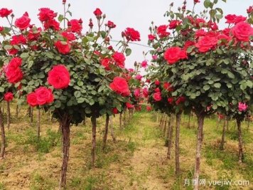 88個(gè)花卉知識(shí)點(diǎn)術(shù)語(yǔ)，園林人需要知道