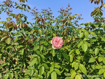 2米高粉龍?jiān)录揪W(wǎng)片批發(fā)，打造爆款花墻