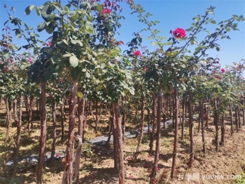 秋季花木移栽時間和注意措施有哪些？
