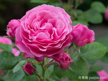 新手網(wǎng)紅花卉演值超高，也要曝光需要接受的缺點(diǎn)