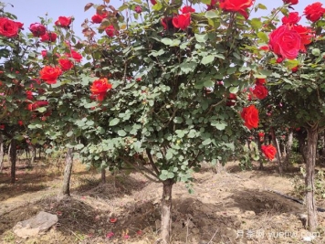 秋季月季常見(jiàn)病蟲(chóng)害癥狀與防治措施