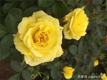 月季遇梅雨季怎么管理？做5個(gè)措施，再也不怕積水爛根