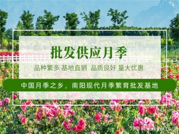 月季最新批發(fā)價格表，2025年4月月季網(wǎng)行情報價