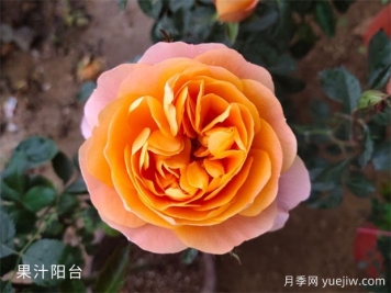 想養(yǎng)月季看這里，推薦這10種月季抗病強(qiáng)花量大花期長