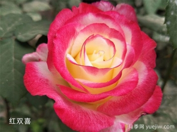 推薦20個大花月季品種，花大味香，顏值擔當