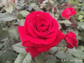 原產(chǎn)中國的玫瑰花(月季花)，是如何成為美國國花的？