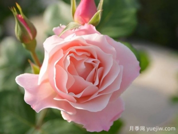 達(dá)芙妮月季/東方瓷器月季