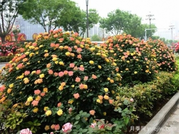 如何使用造型月季為主題打造迷人花園？