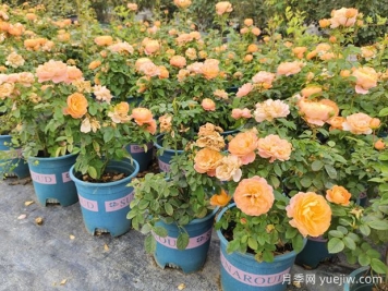 月季花通用養(yǎng)護(hù)技巧總結(jié)，為啥買(mǎi)來(lái)幾天月季就蔫了？