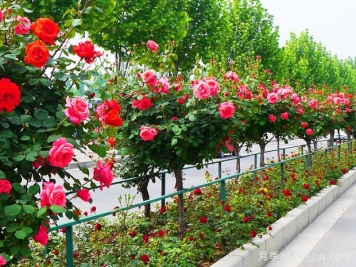 月季花為什么要種在城市綠化帶？原來月季渾身都是寶！