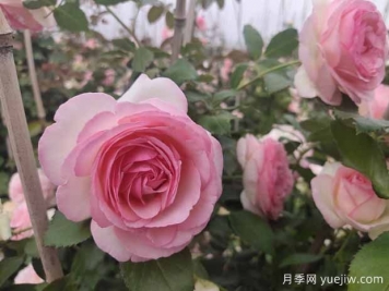 粉色的藤本月季花海，你想擁有嗎