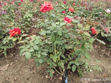 綠籬修剪要點，讓苗木管理更輕松