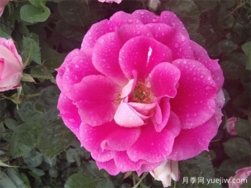 月季花的開花持續(xù)時(shí)間有多長？