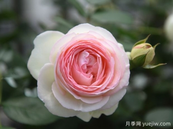 藤本月季哪款月季惹人愛(ài)？必須是龍沙寶石
