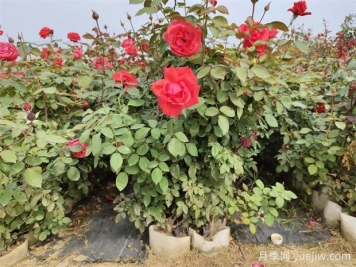 美植袋月季，大花豐花大缽月季苗