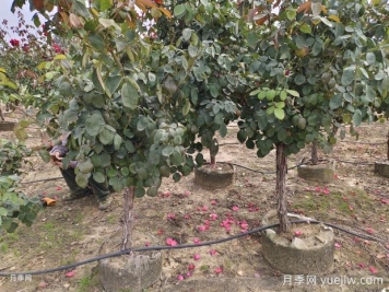 5公分低樁低桿月季樹(shù)，低價(jià)格有大冠幅