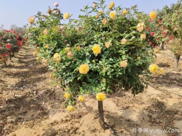 歐月樹狀月季基地批發(fā)，不一樣的月季樹