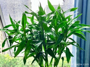 常見的8種風(fēng)水竹，分別是什么？