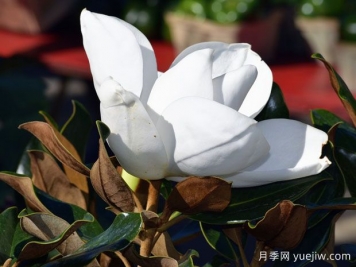 廣玉蘭苗木：一個(gè)很成功的北美移民，遍布我國(guó)大江南北
