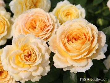 冬季月季花卉施肥全攻略，春天開(kāi)爆盆