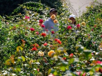 南寧花卉公園3萬株月季入盛花期，市民聞香而來