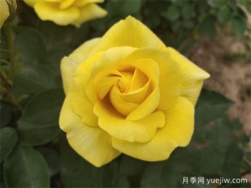 月季花需要什么樣的環(huán)境和土壤？ 