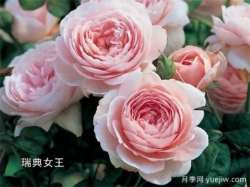 100種月季玫瑰品種圖鑒大全，你認識有沒有超過10個？