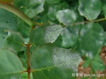 9種常見(jiàn)的月季病蟲(chóng)害，癥狀與防治都在這里