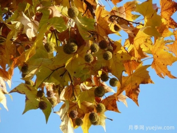 ?世界十大行道樹種類，法桐櫸樹榆樹七葉樹在列