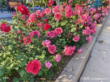 花壇和花境是什么？有什么區(qū)別？
