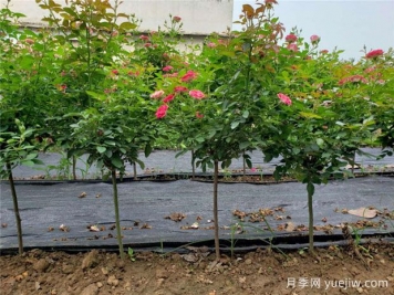嫁接月季砧木用山木香好還是野薔薇好？