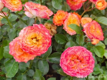 月季花為什么要靠藥物生長(zhǎng)？常見(jiàn)病蟲(chóng)害如何防治？