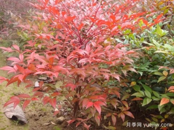 南天竹小苗如何種植？