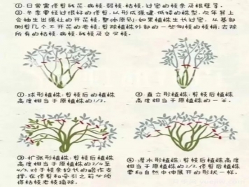 又快到春天月季修剪時(shí)，詳細(xì)圖解教你學(xué)會(huì)要領(lǐng)